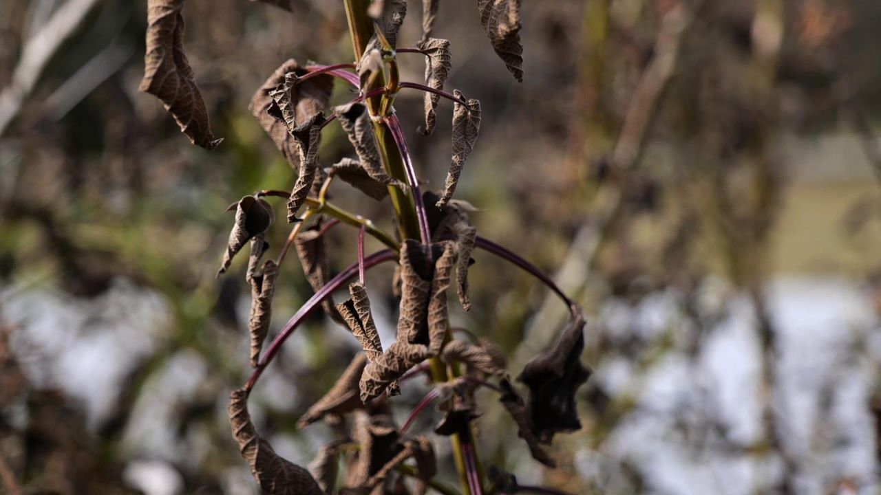 Get It Growing: Don’t be hasty to remove freeze-damaged plants